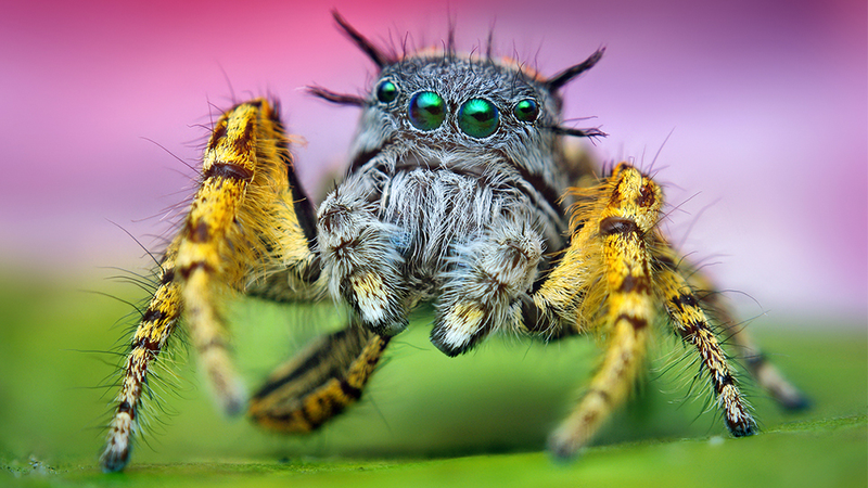 Illustration for article titled Alien monsters or awesome spiders, I just love these little guys